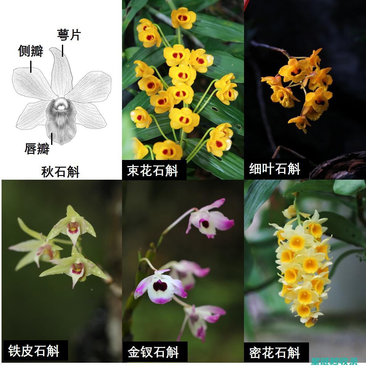 延长鲜花寿命的秘诀：让美丽持续更长时间 (延长鲜花寿命的7种方法是什么)