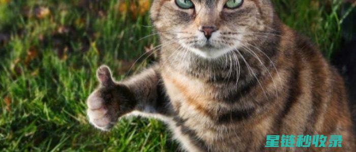 猫砂除臭小窍门，让家中气味不再困扰 (猫砂除臭小窍门)