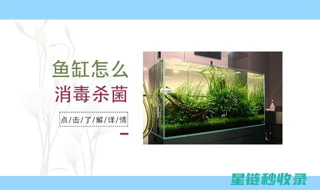 鱼缸清洁前的准备工作：确保顺利进行 (鱼缸清洁前的准备工作)